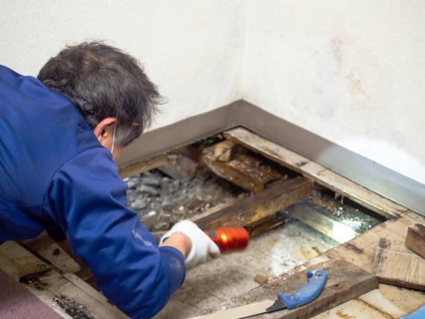 Reiffton, PA Mold Removal Company