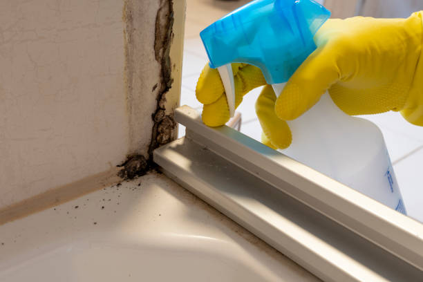Best Fast Mold Removal  in Reiffton, PA